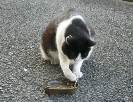 猫画像｜ちょいちょい
