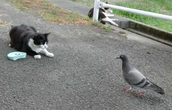 猫画像｜にらめっこ