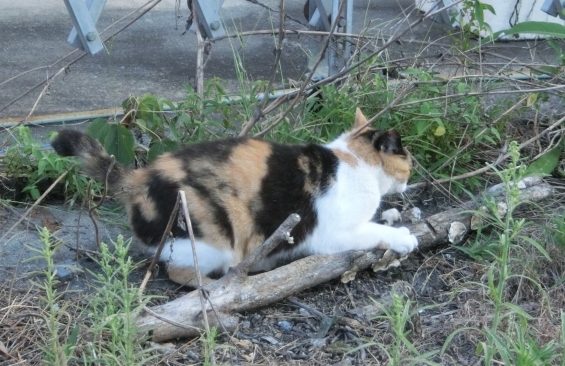 猫画像｜つめみがき