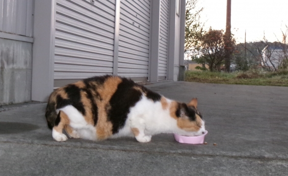 猫画像｜秋の味覚