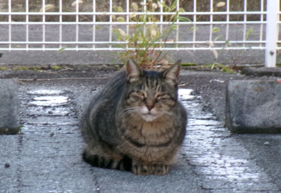 猫画像｜ようこそニャン