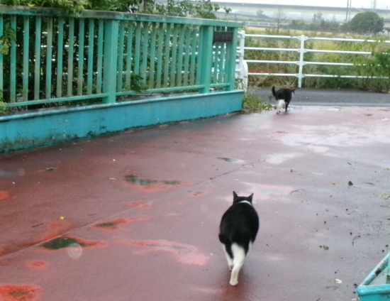 猫画像｜行楽の秋