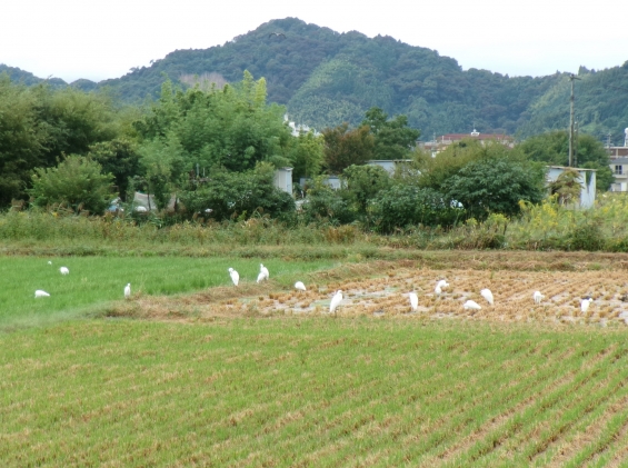 猫画像｜稲刈りニャン！