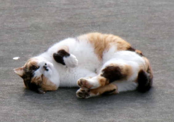 猫画像｜コロコロにゃ～ん♡