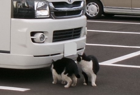 猫画像｜なにかあるかニャ？