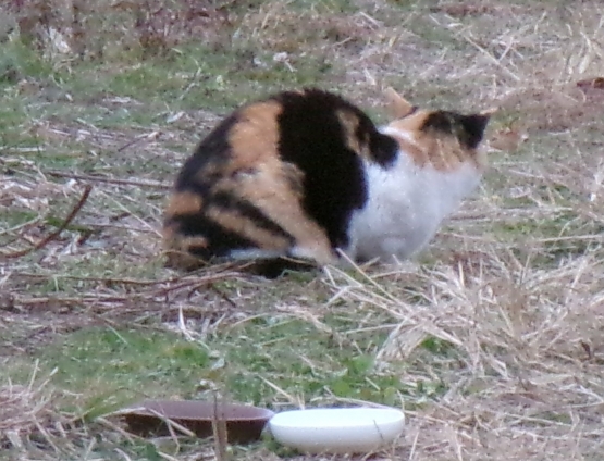 猫画像｜にぎやかニャ。