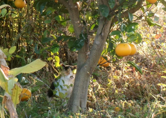 猫画像｜宝探し