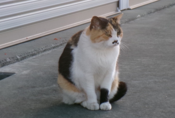 猫画像｜あけおめニャン(*^^)v