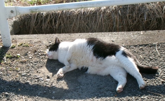 猫画像｜寝正月