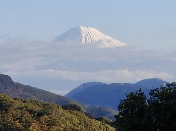 猫画像｜富士山ニャン
