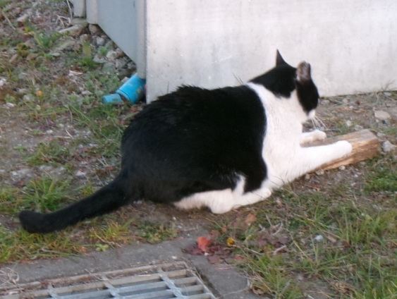 猫画像｜ピカピカにゃん