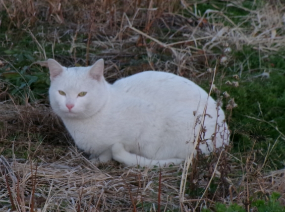 猫画像｜新ミッション