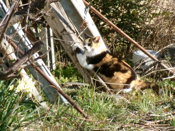 猫画像｜春近し