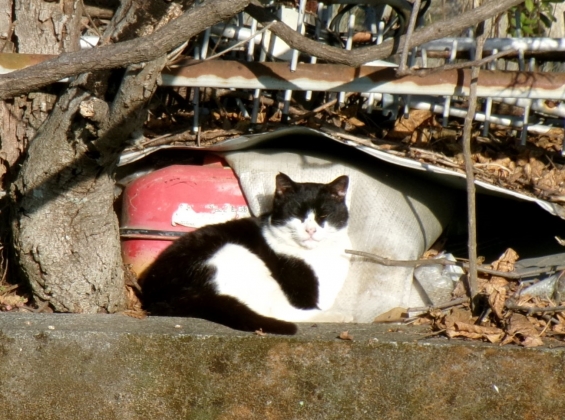 猫画像｜ぼっちニャン