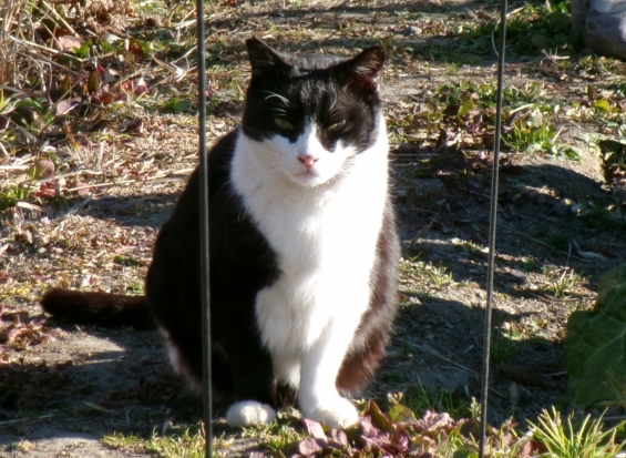 猫画像｜元気でニャ