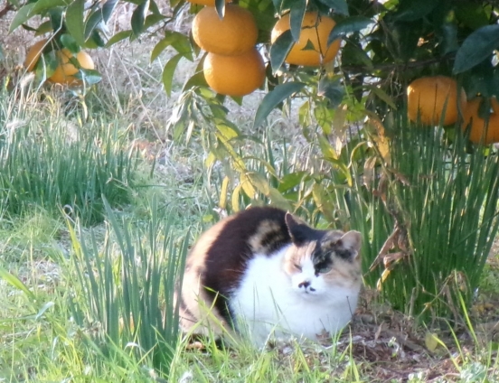 猫画像｜みかんニャン！