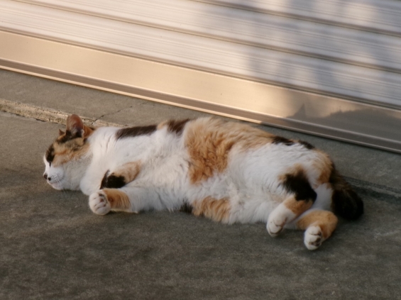 猫画像｜春が来たにゃ