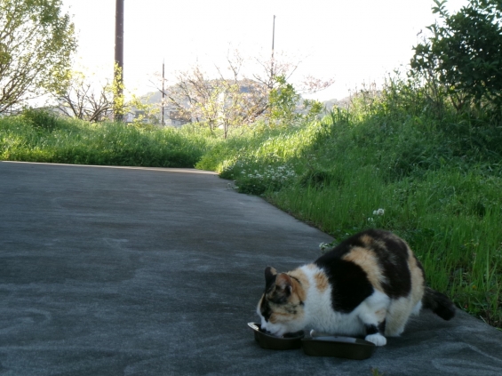 猫画像｜花より団子