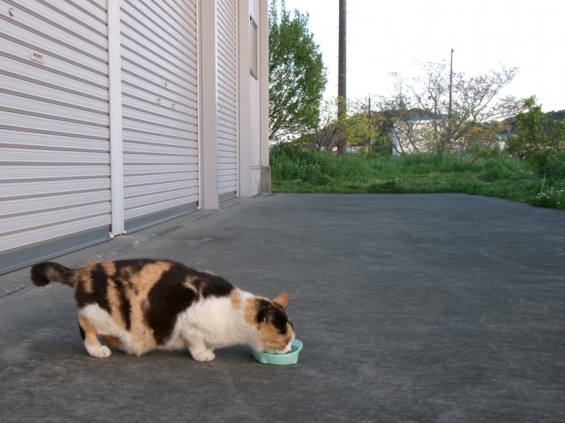 猫画像｜もはや団子のみ(^-^;