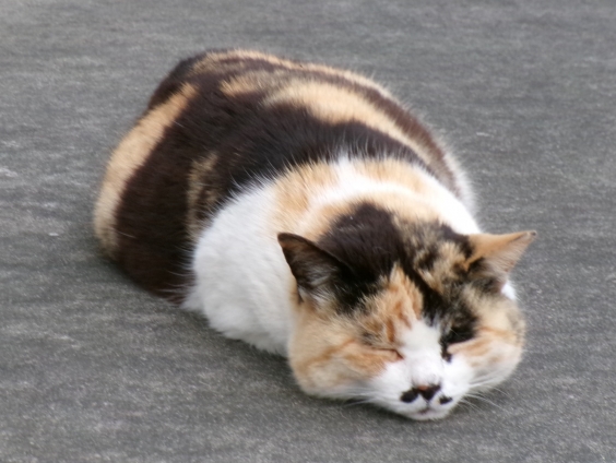 猫画像｜ツチノコ…？