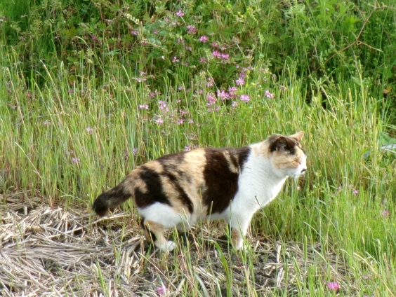 猫画像｜レンゲが咲いたニャ(^_^)v