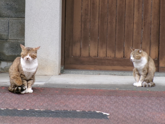 猫画像｜門番