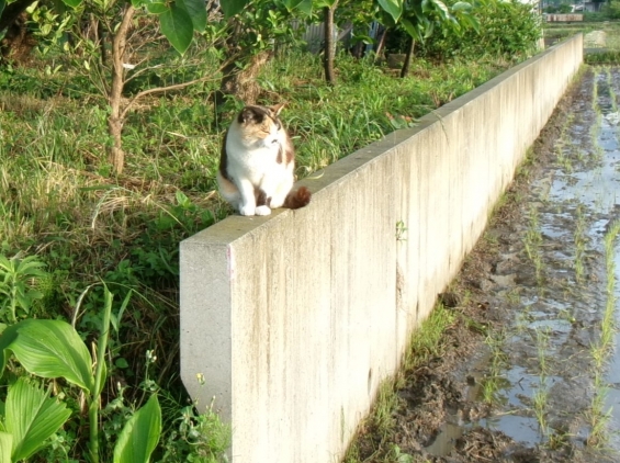 猫画像｜モノレールにゃん！