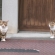 門番