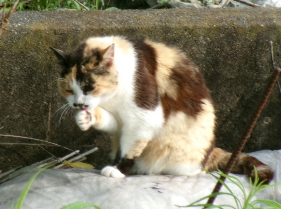 猫画像｜無事にゃ(^_^)