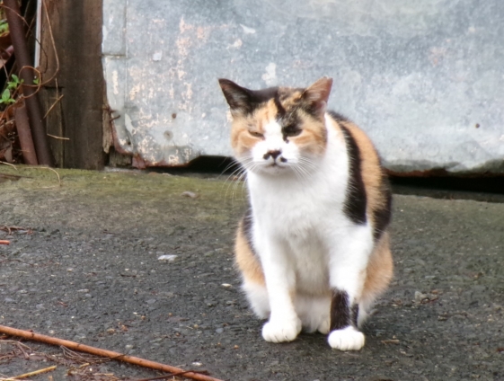猫画像｜雨上がりニャン(^_^)v