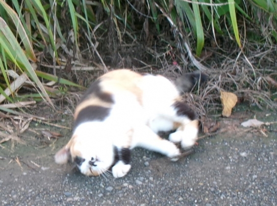猫画像｜コロコロにゃん！