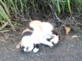 コロコロにゃん！
