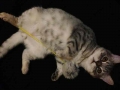 オモチャだにゃ