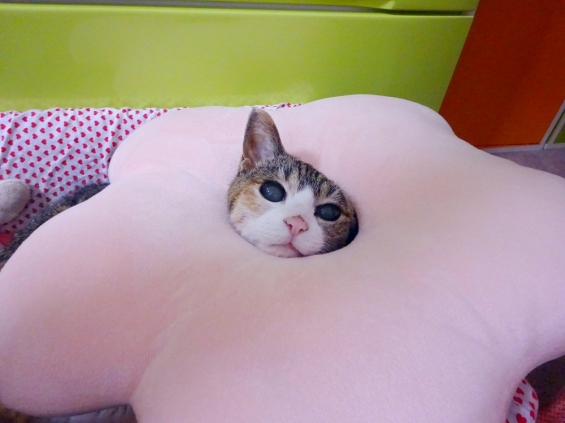 猫画像｜覗いてみたにゃ♪