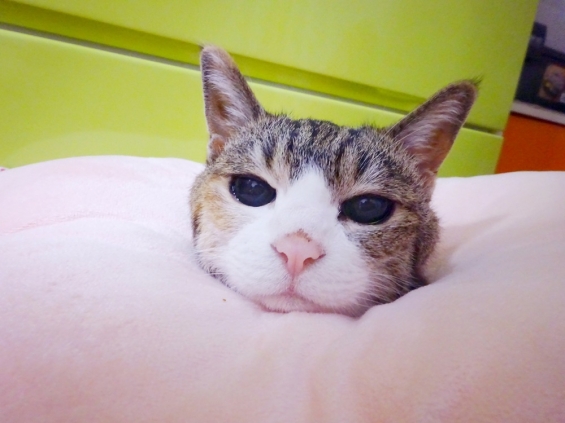 猫画像｜生首にゃ。