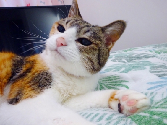 猫画像｜結構、短気なのよね～。