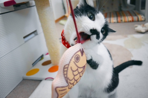 猫画像｜お盆には帰って来てにゃ♪