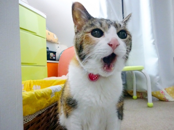 猫画像｜うまうま～っ♪