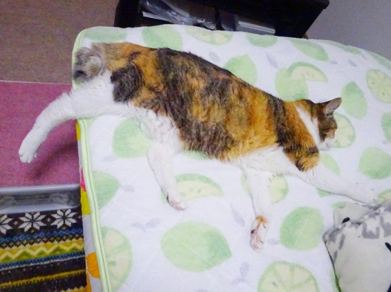 猫画像｜足だら～ん♪みく姉さん編。