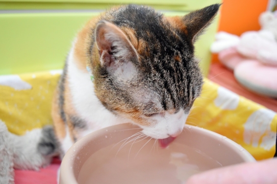 猫画像｜いっぱい鳴いたから、喉が渇いたにゃ～。