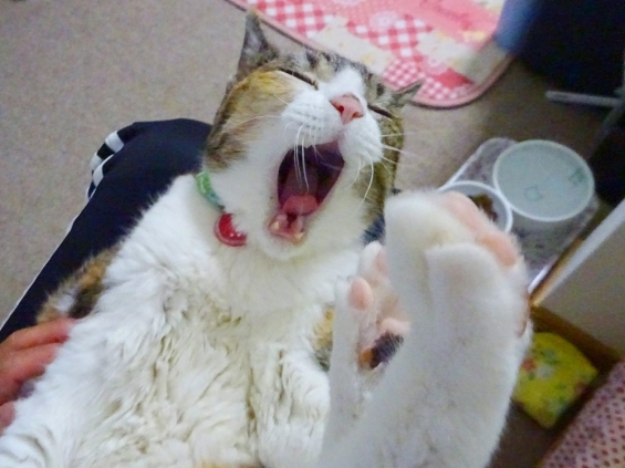 猫画像｜長生きしてニャ～。