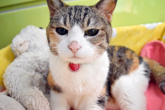 猫画像｜眠いにょよ！！
