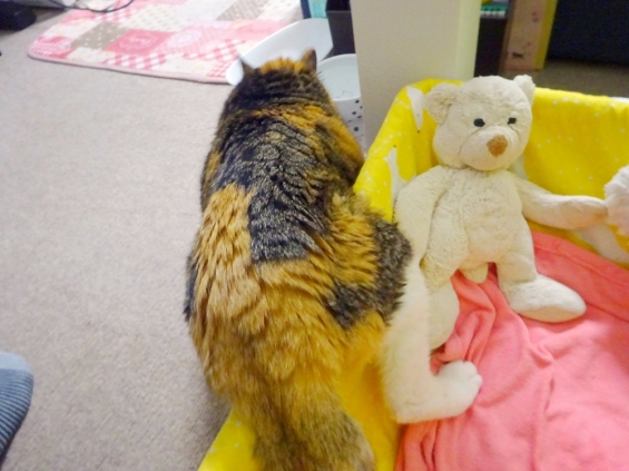猫画像｜省エネ？ズボラ？