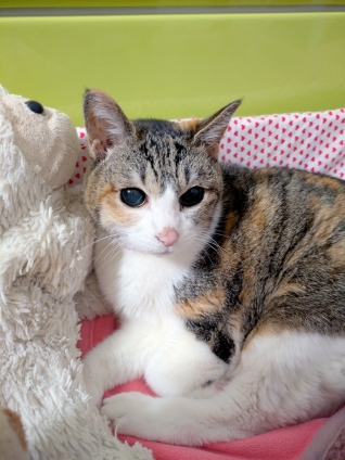 猫画像｜健康第一。