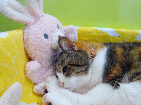 猫画像｜元気になったにゃん♪