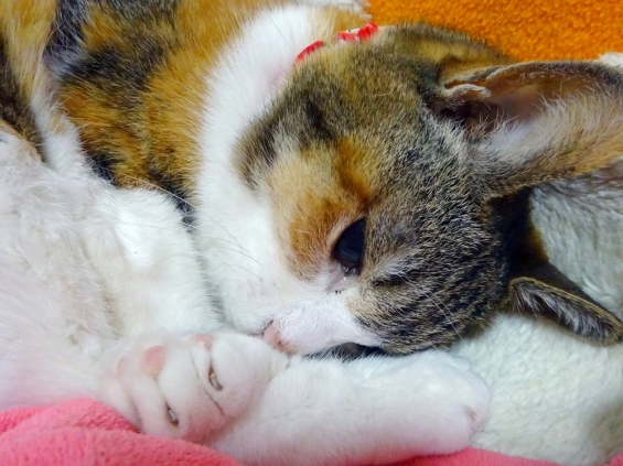 猫画像｜ねむねむ。