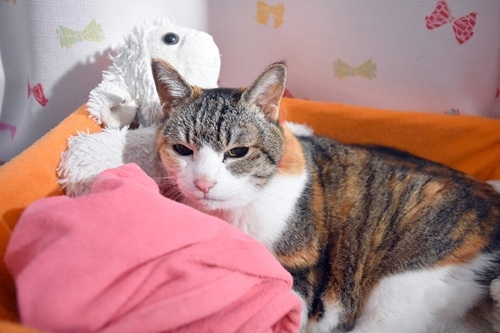 猫画像｜変なとこ連れてくなや～(=_=)