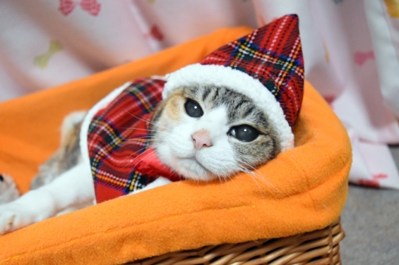 猫画像｜ちょっと早いけど、メリクリにゃ☆