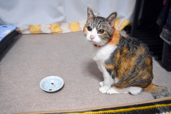 猫画像｜おやつ待ち♪