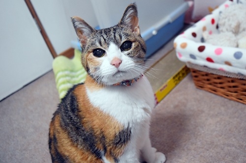 猫画像｜あけおめニャ～♪